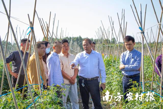 铭景农业总经理陈建平（右二）介绍圣女果基地种植情况。