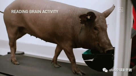 找一只小猪，准备手术，为啥要选猪做实验呢？官方的说法是猪的脑子和人脑比较接近。